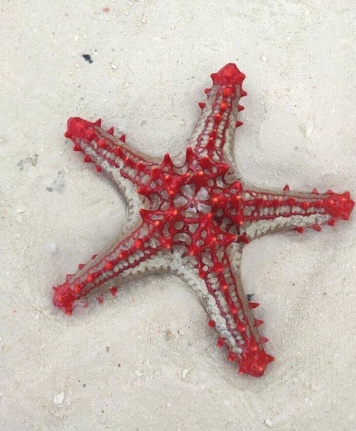 Морская звезда на Занзибаре, Танзания