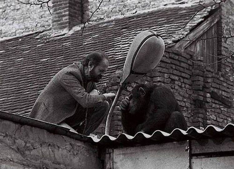 Белград, 1988 год: директор зоопарка уговаривает сбежавшего шимпанзе Сами вернуться