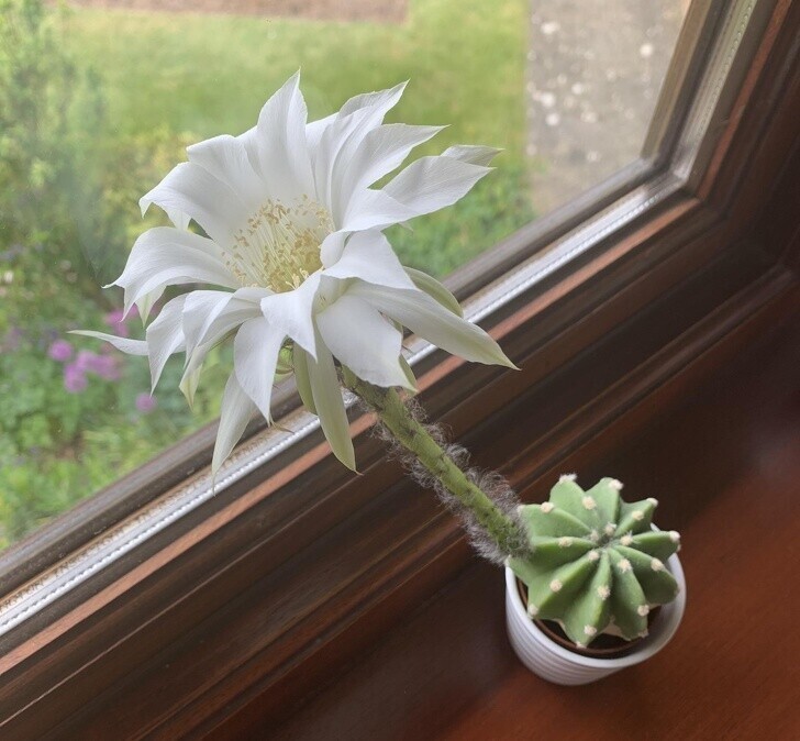 «Мой мини-кактус вырастил большой цветок».