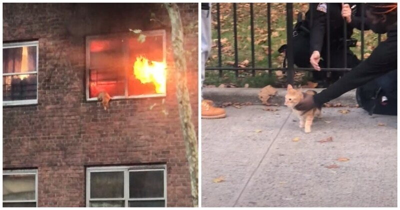 Кот спрыгнул из окна, спасаясь от пожара