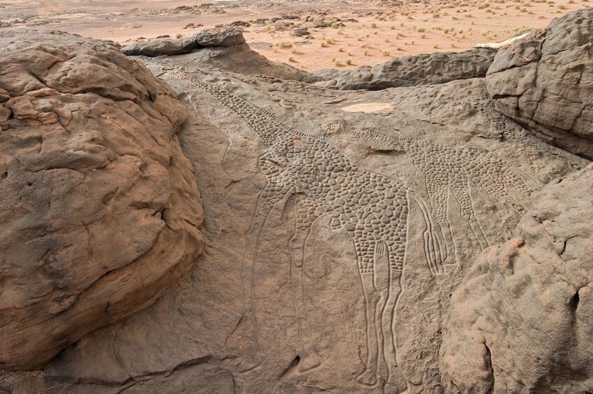 В пустыне Сахара есть удивительное изображение пары жирафов, которым уже более 10 тысяч лет