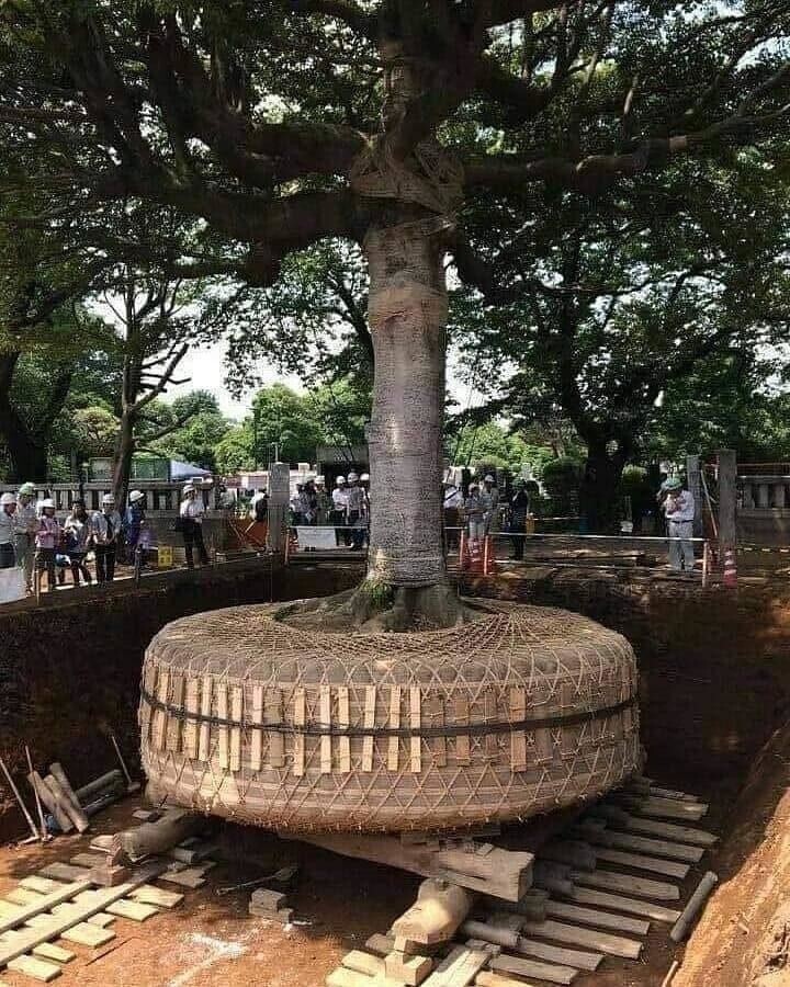 В Японии, если дерево мешает строительству дороги, его аккуратно выкапывают, связывают корни и перемещают