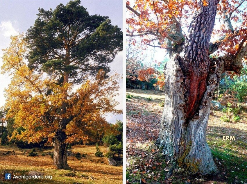 Из ствола дуба выросла сосна, причем вместе деревья уже более 100 лет: сосне 130 лет и она выросла на 15 м, а дубу — 250 лет и его высота 12,5 м