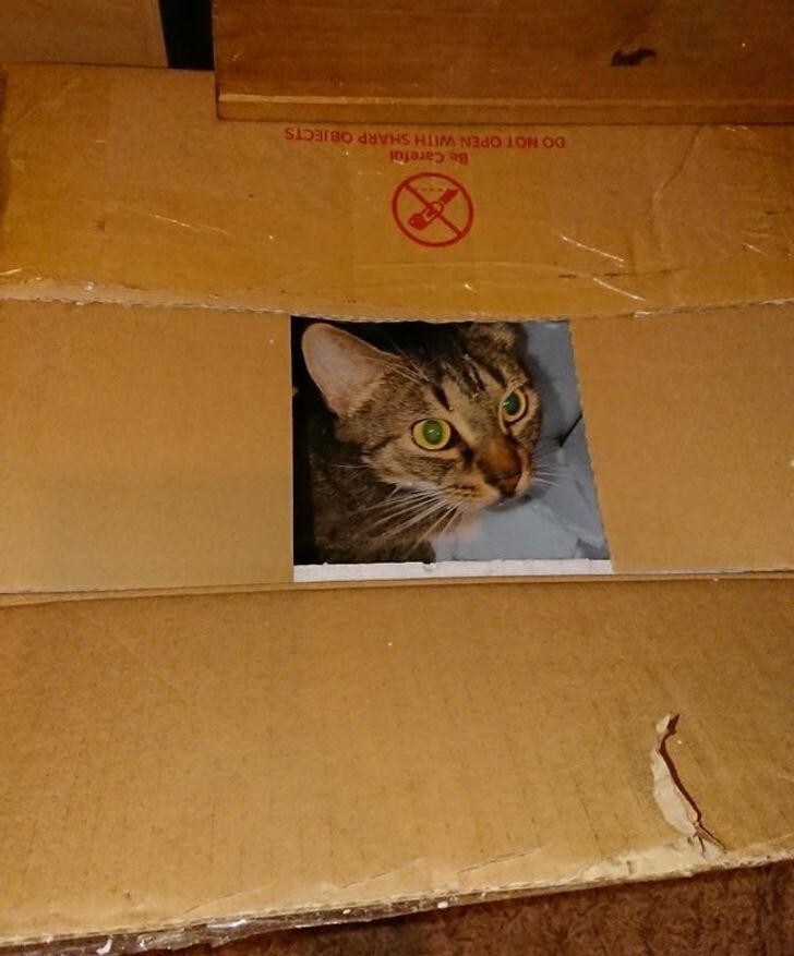 Это не снимок котика в стиле полароид, а обычное фото с дыркой в коробке