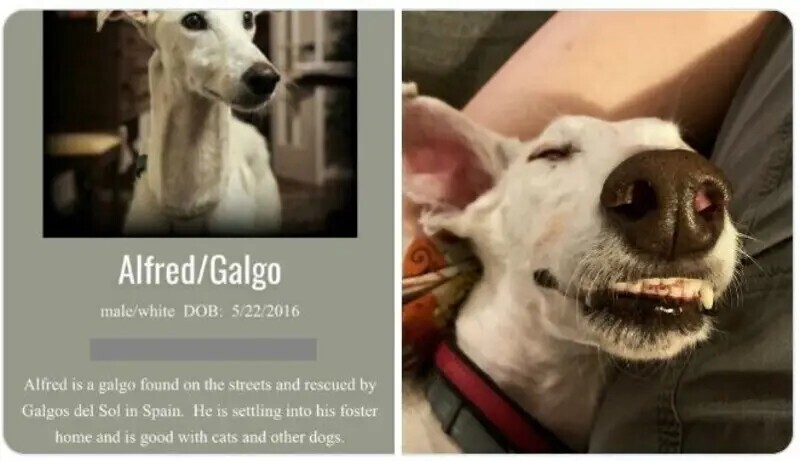 «Этого гальго по кличке Альфред нашла на улице и спасла организация Galgos del Sol в Испании. Он ищет дом, и прекрасно ладит с другими собаками и кошками»