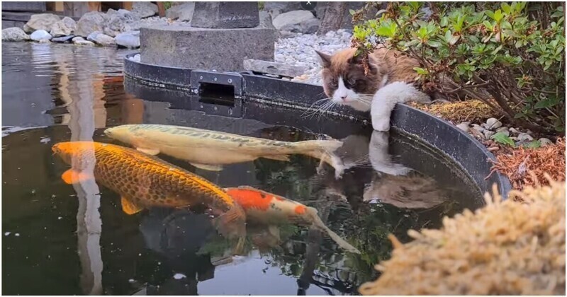 Кот каждый день приходит к пруду и с интересом наблюдает за карпами кои