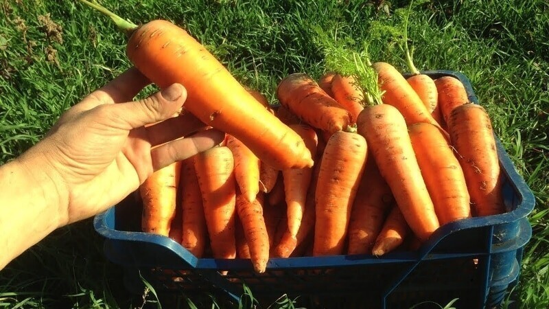 Как вырастить морковь-рекордсмен