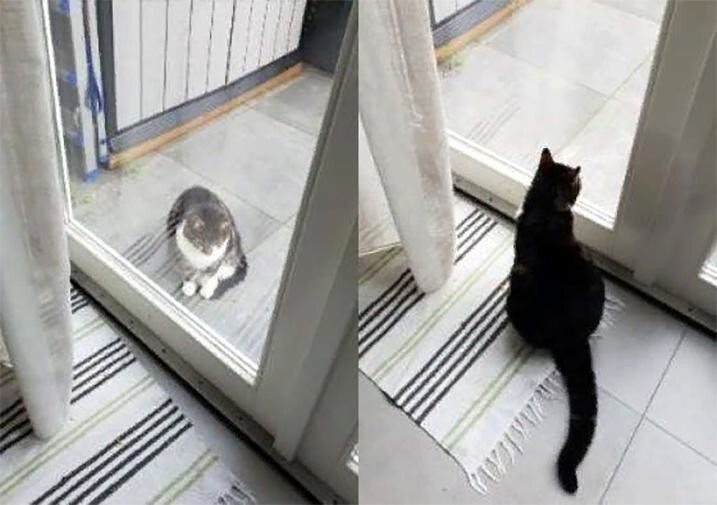 «Наш кот спустя пару секунд, как мы его выпустили на улицу, и он же спустя пару секунд после того, как мы его впустили»