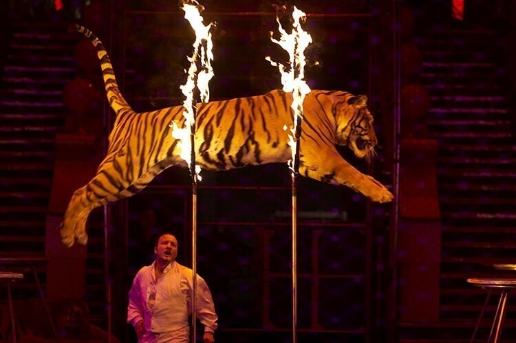 Франция запрещает выступления животных в цирках