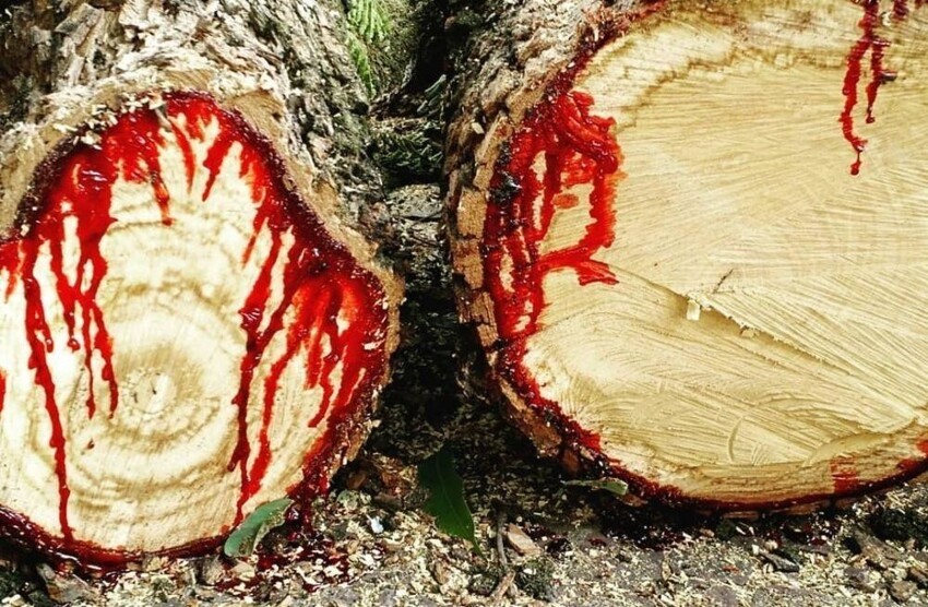 А все дело в том, что сок (смола) этого дерева кроваво-красного цвета