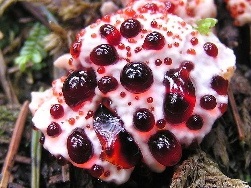 И бонусом еще одно "кровавое" растение нашей планеты гриб Кровавый зуб / Hydnellum peckii