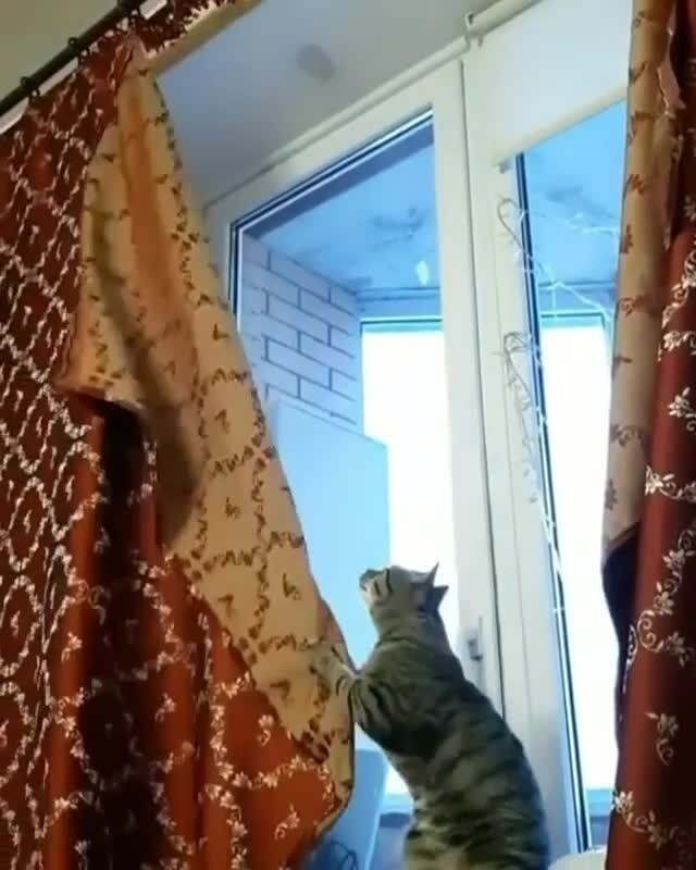 Хозяйственный кот собрался постирать шторы 