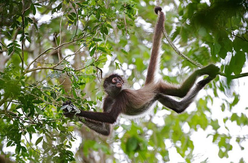 Паукообразная обезьяна: Хвост, который стал полноценной «рукой». Пугающие, но изумительные приматы