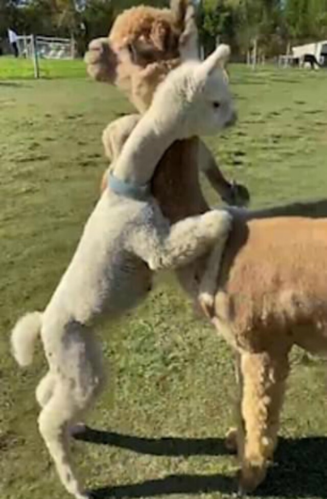 Какая милота: малыш альпаки обнимает маму