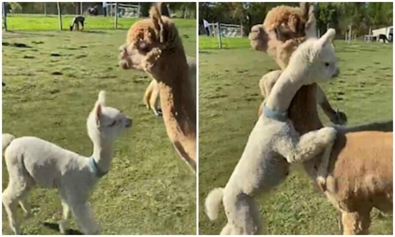 Какая милота: малыш альпаки обнимает маму