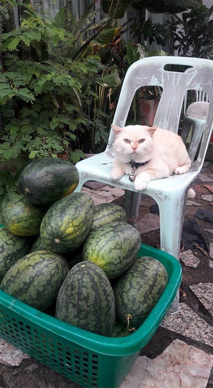 Сердитый кот работает охранником арбузов в Таиланде
