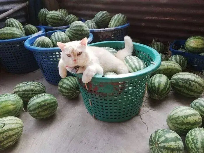 Сердитый кот работает охранником арбузов в Таиланде
