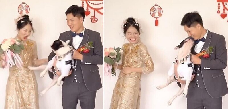 Собака оттолкнула невесту, чтобы получить порцию внимания от жениха