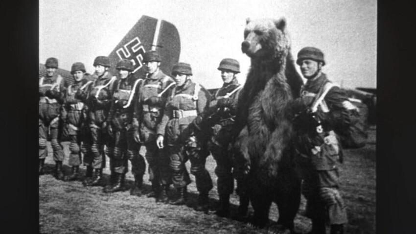Медведь на службе в Вермахте