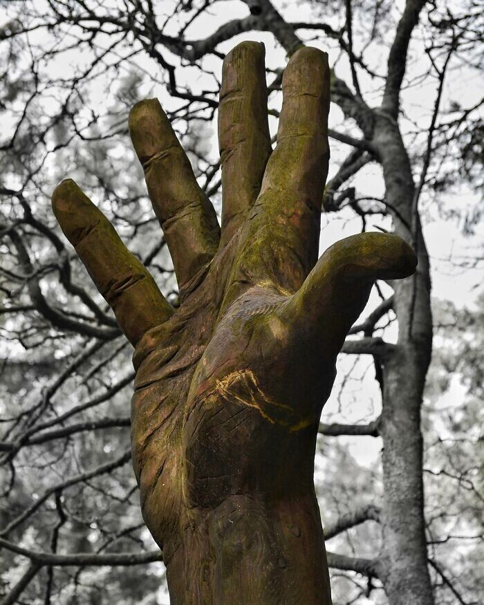Поврежденное ураганом дерево превратилось в 15-метровую руку
