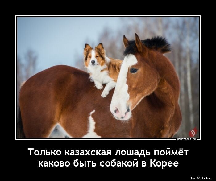 Только казахская лошадь поймёт каково быть собакой в Корее