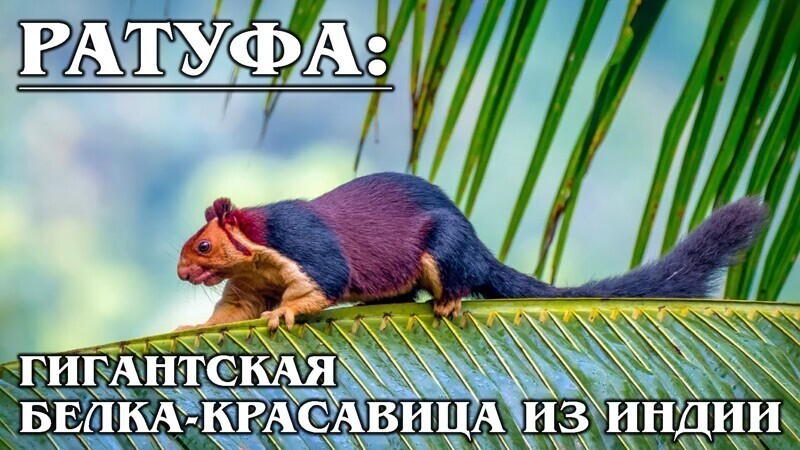 Ратуфа: Самая красивая и гигантская индийская белка 