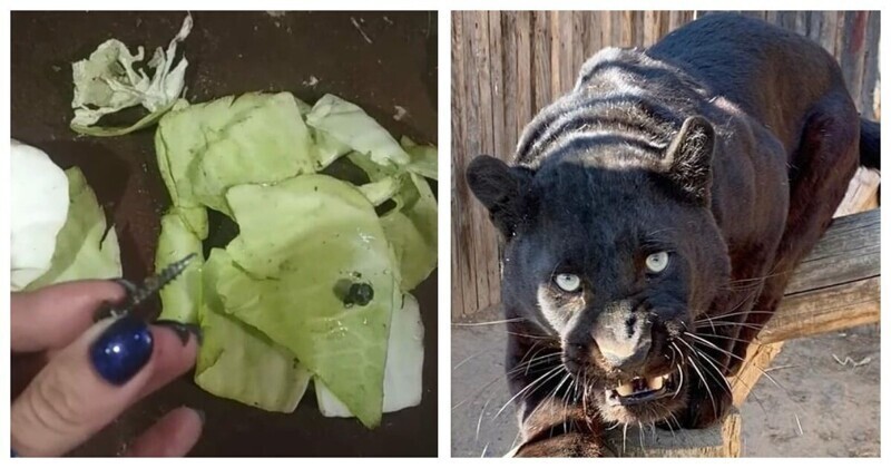 Угощение для животных с шурупами: опасный корм в зоопарке