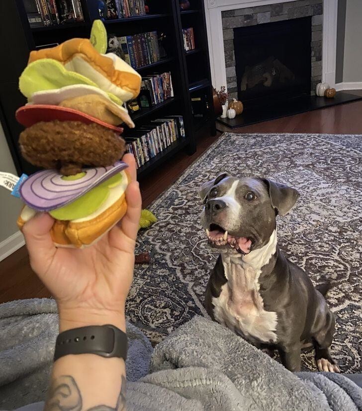 Собака не может поверить в чудо – хозяин дарит ей тряпичный сандвич!