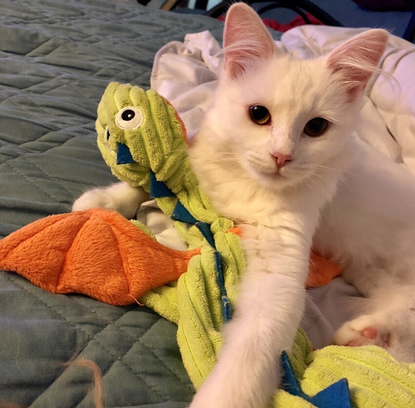 Любимая игрушка котенка Кхалиси – мягкий дракончик. Вот что «Игра престолов» делает!