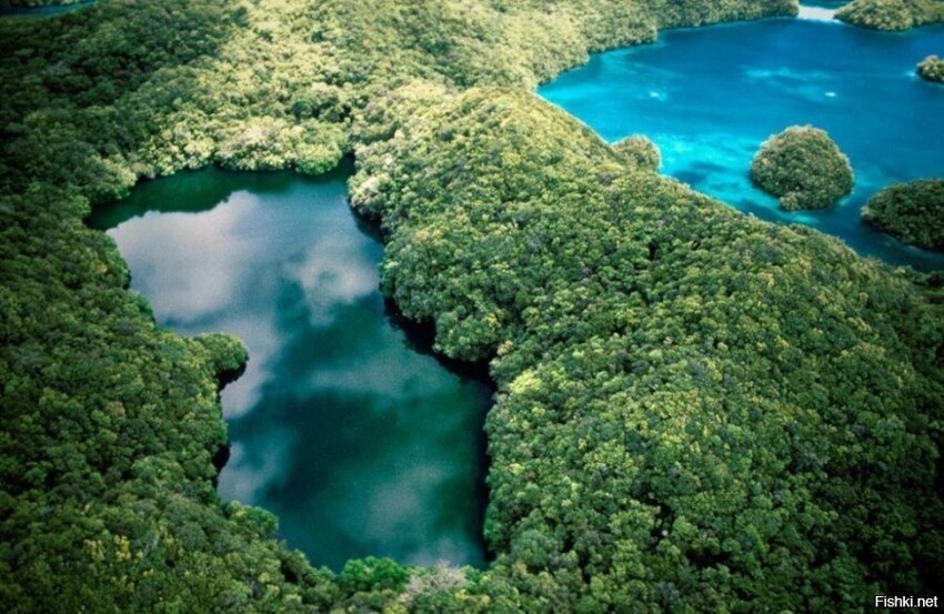 В архипелаге Скалистые острова (Палау) находится Озеро Медуз, площадью 0,057 ...