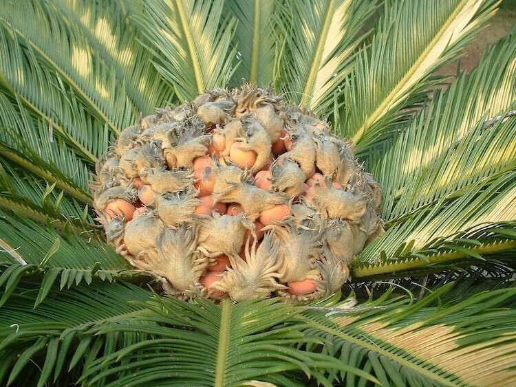Женская шишка саговой пальмы