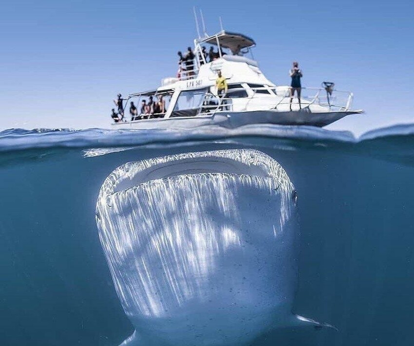 Китовая акула: Жатва Левиафана. Тысячи существ ежечасно измельчаются в питательную кашку