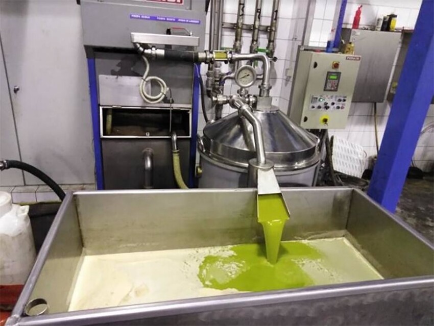 Так выглядит оливковое масло сразу после того, как его выдавили из оливок
