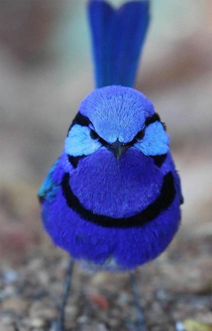 Оттенки синего потрясающей птицы блестящий расписной малюр