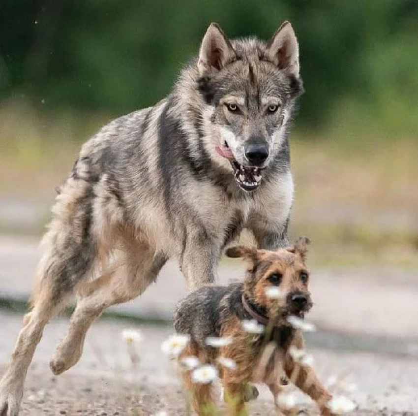 Тамасканская собака. Собаки этой породы очень похожи на волков, но в них нет волчьей крови. Это веселые и дружелюбные питомцы