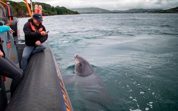 В Ирландии исчез дельфин, который дружил с местными жителями 37 лет
