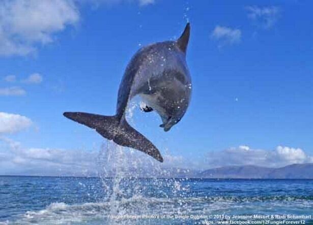 В Ирландии исчез дельфин, который дружил с местными жителями 37 лет