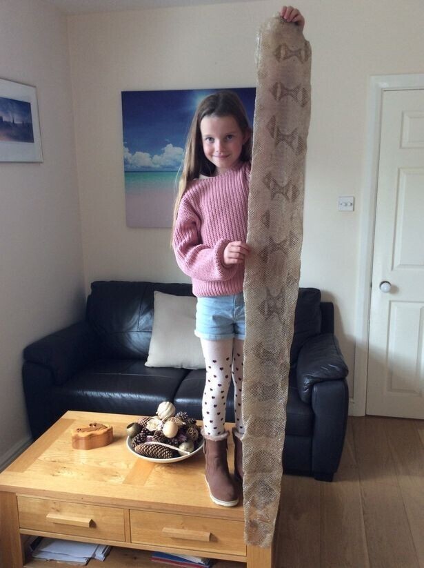 В Англии девочка нашла шкуру гигантской рептилии
