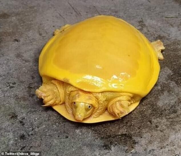 В Индии нашли черепаху-альбиноса, которая похожа на плавленый сыр
