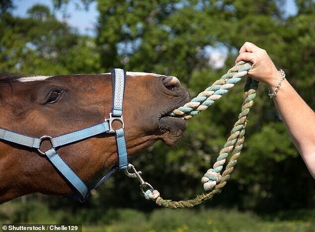 Новое исследование: лошади НЕ привязываются к своим хозяевам