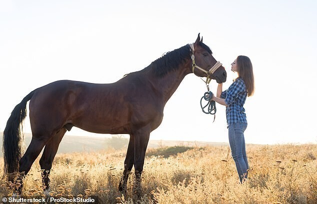 Новое исследование: лошади НЕ привязываются к своим хозяевам