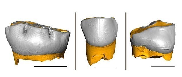 Три зуба детей неандертальцев, которые анализировали во время исследования