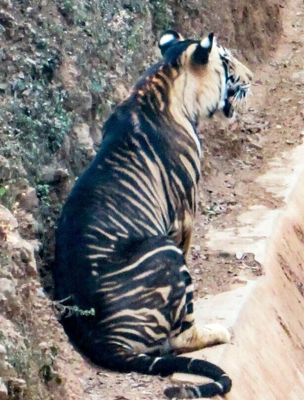 В Индии нашли тигра с необычным окрасом