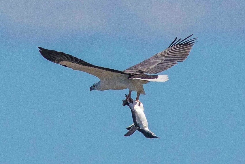 Белобрюхий орлан: Аномально высокая эффективность охоты удивительной птицы-каннибала