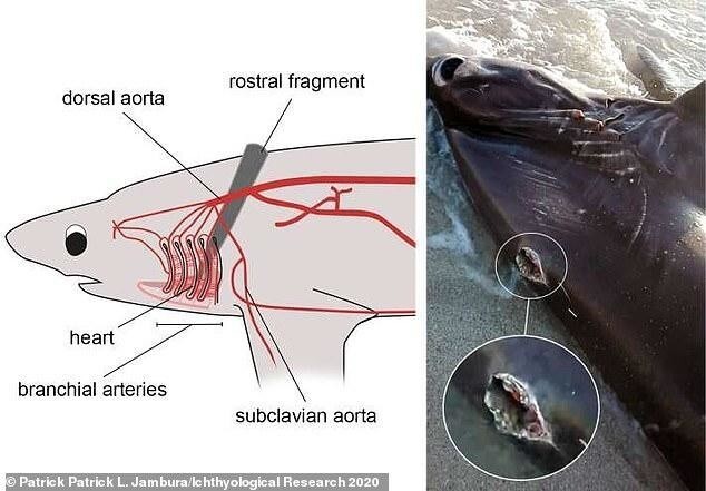 На ливийский берег вынесло акулу с 30-сантиметровым «клинком» меч-рыбы в спине