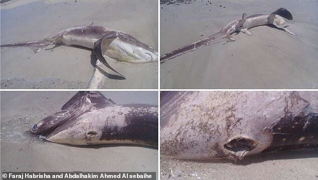 На ливийский берег вынесло акулу с 30-сантиметровым «клинком» меч-рыбы в спине