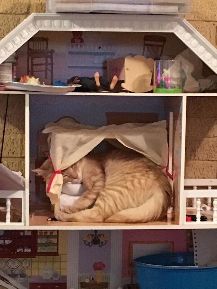 "Наша кошка запрыгнула в кукольный домик дочери, и заснула прямо на кроватке"