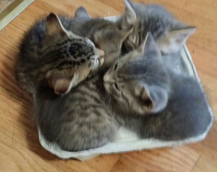 "Мои котята тоже нашли новое удобное место для сна. Держатель для стаканов"