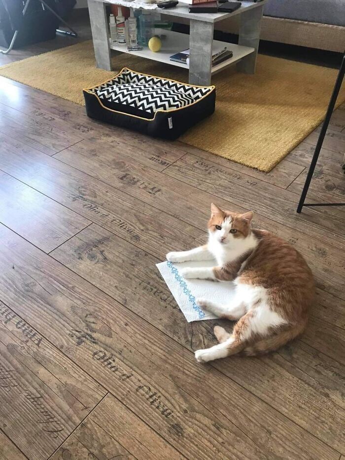 "У нашего кота есть крутая лежанка, но он выбирает бумажное полотенце, которое упало на пол"