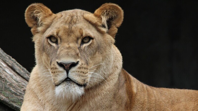 «Велес» судится с крымским парком львов из-за пропавшей львицы Бони